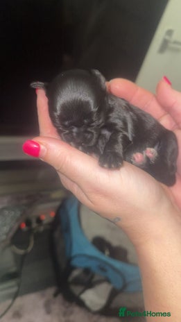 Mixed Breed dogs 6 Beautiful Babys🩵🩵🩵🩷🩷🩷 - Advert 3