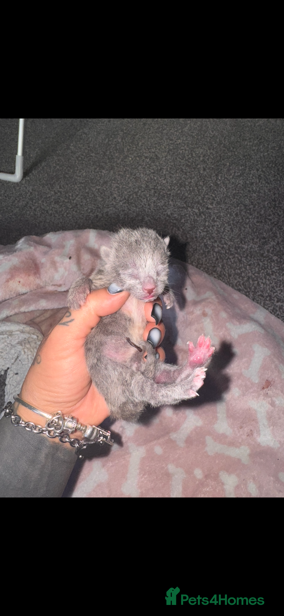 British Shorthair cats for sale: Stunning kittens  - Image 9