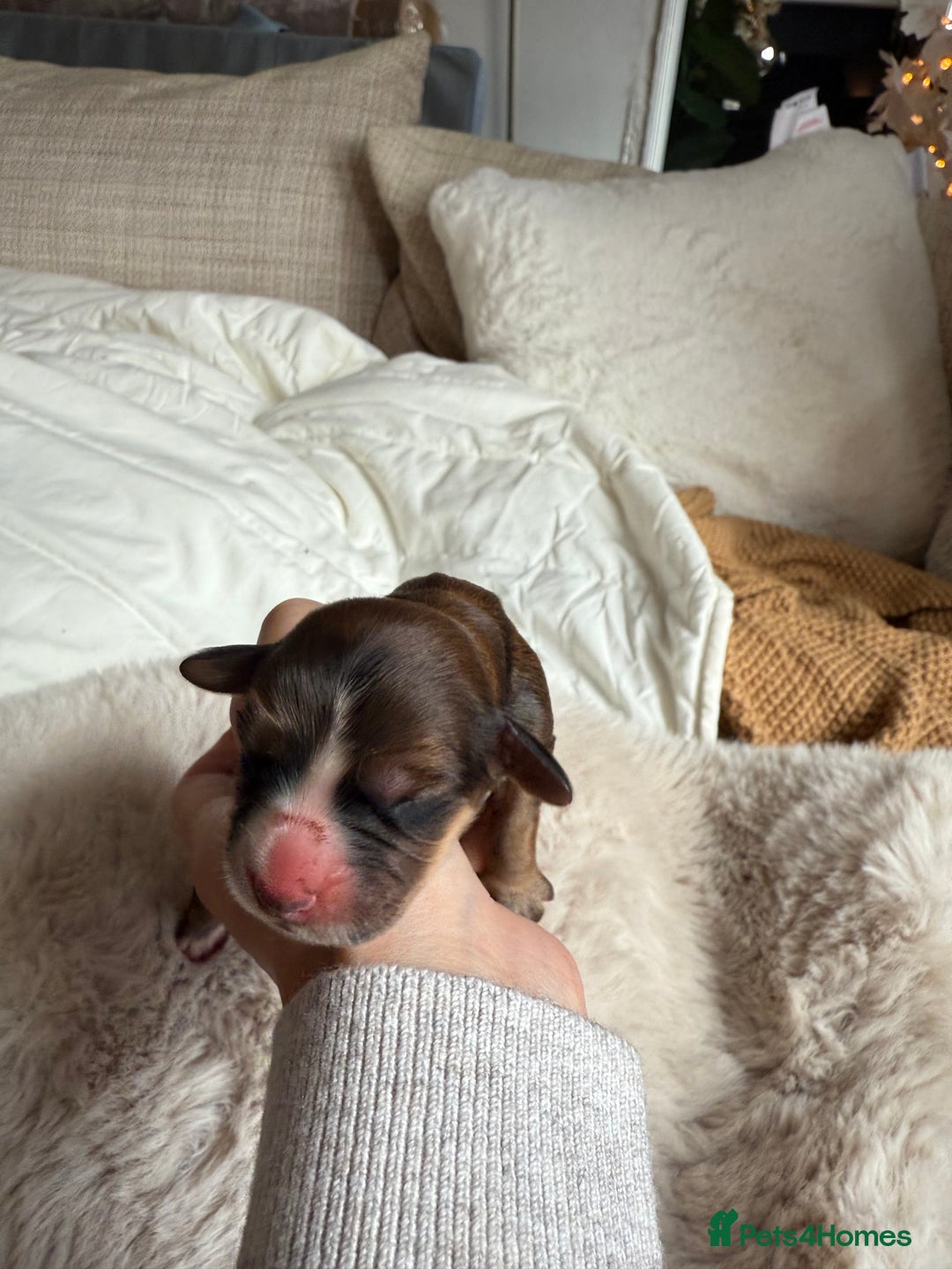 Cockapoo dogs for sale: 8 Gorgeous Cockapoo puppies  - Image 4