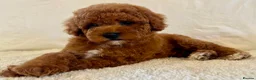 Toy Poodle dogs for sale: Toy poodle puppies  in Wakefield - Advert 33