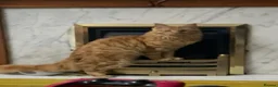 Maine Coon cats for sale: Ginger 3/4 Maine Coon and Khao Manee - Theodore  - Advert 9