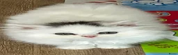 Turkish Angora cats for sale: Stunning Turkish Angora x Persian  - Advert 6