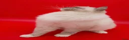 Ragdoll cats for stud: Gccf grand champion Blue mitted stud  - Advert 1