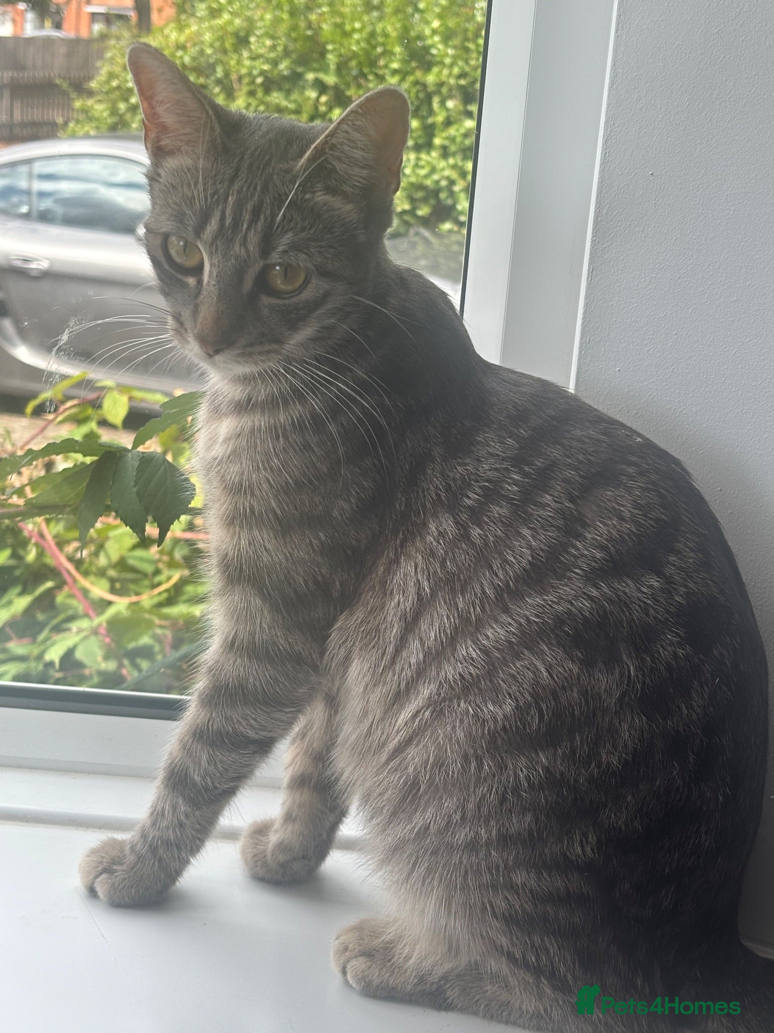 Domestic Shorthair cats Tabby cat kittens  - Advert 1