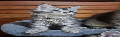 Maine Coon 8