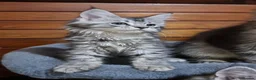 Maine Coon cats for sale: GCCF Pedigree Maine Coon Kittens for sale  - Advert 18