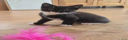 Mixed Breed cats for sale: Two female black and white kittens for sale - Advert 1