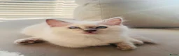 Ragdoll cats for sale: Ragdoll kittens  - Advert 4