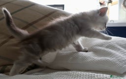 Maine Coon cats for sale: ***High Silver Shaded Kittens*** - Image 7