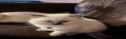 Ragdoll cats for sale: Purebred Ragdoll Kittens 3 Boys & 1 Girl - Advert 11