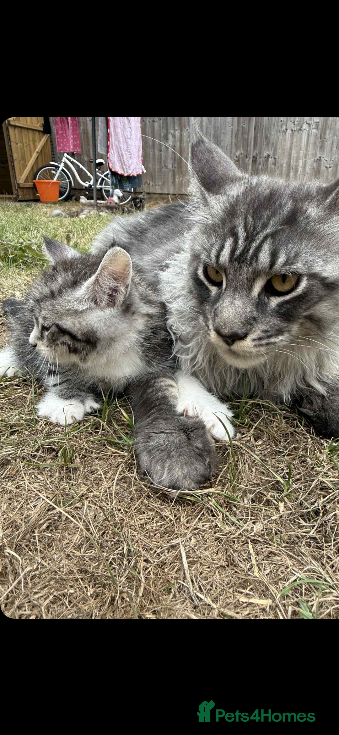 Maine Coon cats for sale: 3/4 mainecoon kittens polydactyl  - Image 10