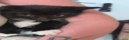 Domestic Shorthair cats for sale: Tuxedo kittens in Holywell - Advert 10