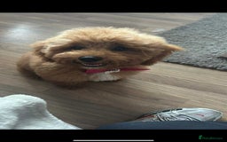Cavapoo dogs for sale: 6 month old cavapoo (Cora) - Image 1