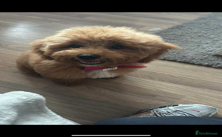 Cavapoo dogs - Advert 1
