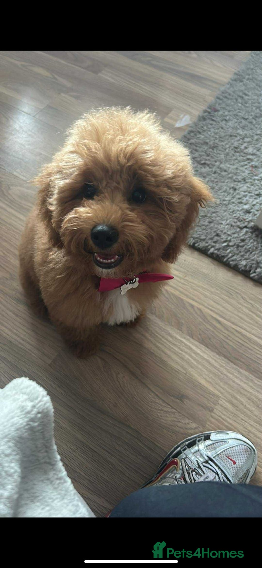 Cavapoo dogs for sale: 6 month old cavapoo (Cora) - Image 1