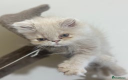 Persian cats for sale: Pedigree Persian female kittens for sale - Image 9