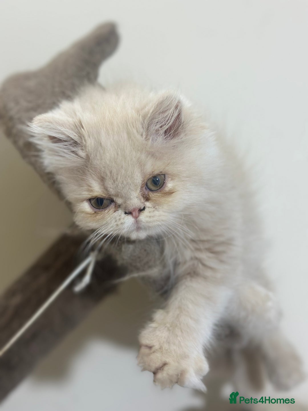 Persian cats for sale: Pedigree Persian female kittens for sale - Image 9