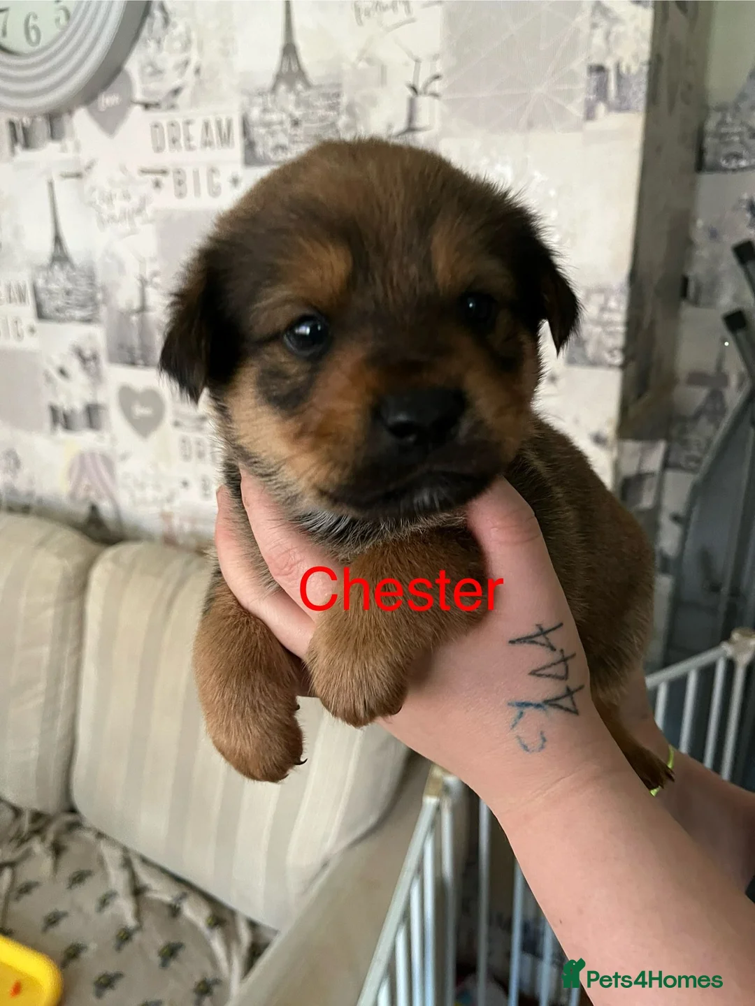 Mixed Breed dogs for sale: Rottweiler puppies  - Advert 4