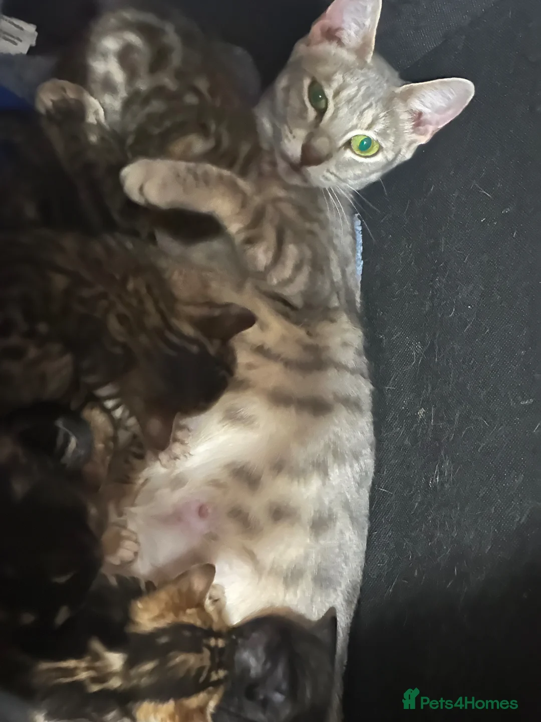Bengal cats for sale: Perfect marble Bengal girl - Advert 2