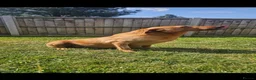 Goldador dogs for sale: Goldador puppies  - Advert 4