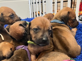 Rhodesian Ridgeback dogs ** ONLY 2 FEMALES LEFT** READY END OF JANUARY - Advert 15