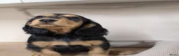 Cocker Spaniel dogs for sale: Gorgeous Show Cocker Spaniel Puppies  - Advert 15