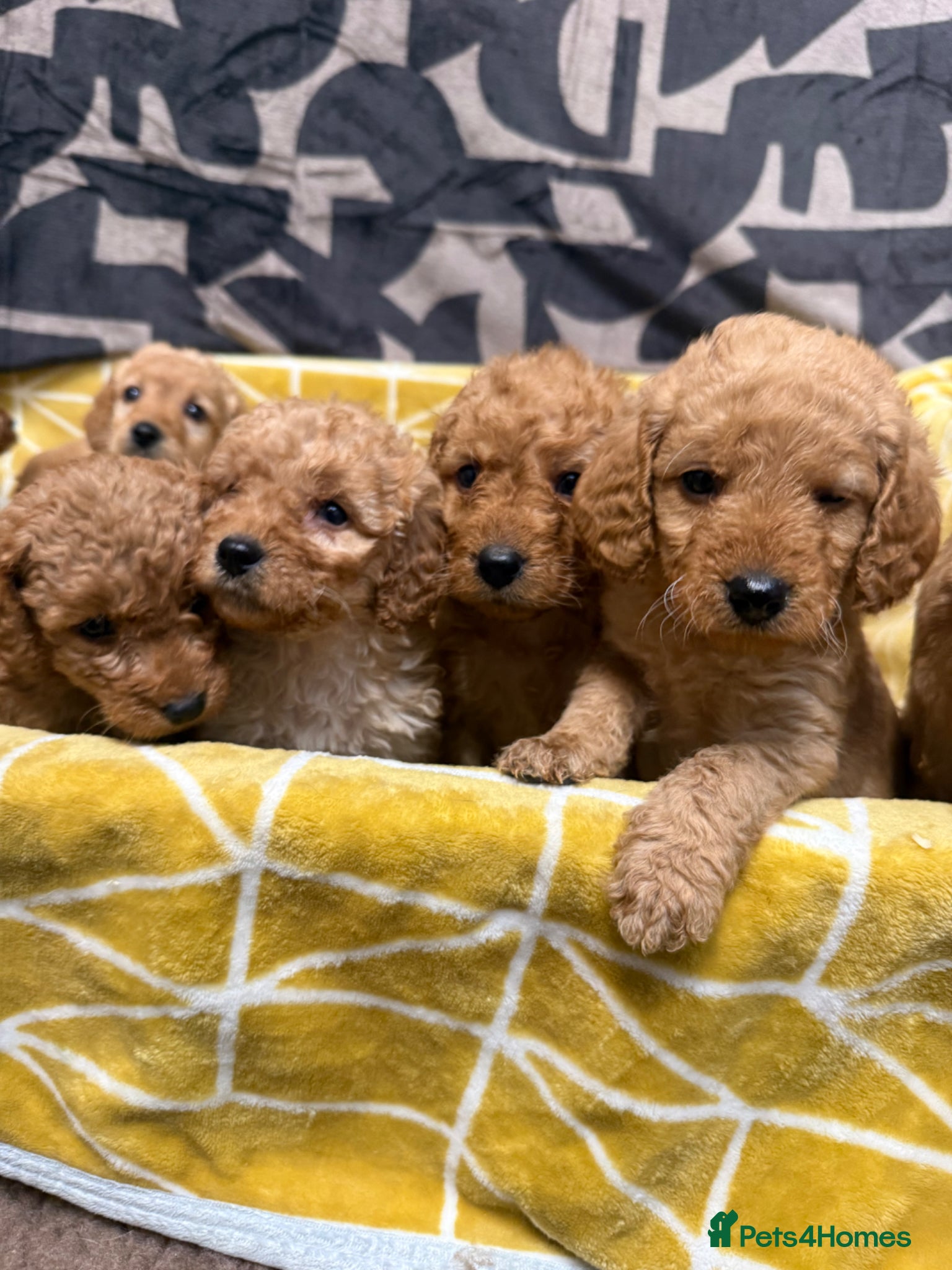 Labradoodle dogs Stunning miniature multigen labradoodle puppies - Advert 2