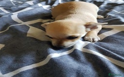 Chihuahua dogs for sale: Gorgeous Chihuahua puppies, ready now. - Image 9