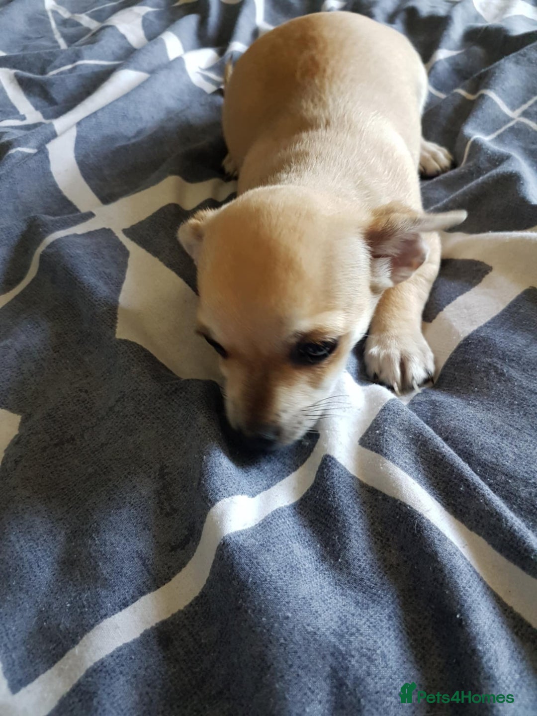 Chihuahua dogs for sale: Gorgeous Chihuahua puppies, ready now. - Image 9