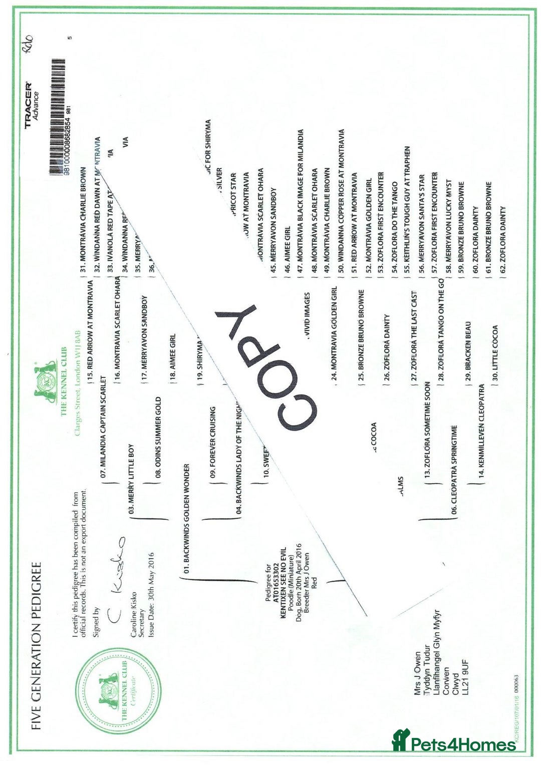 Mini Goldendoodle dogs for sale: F1 Mini's via Licensed Breeder & Police K9 Trainer - Advert 34