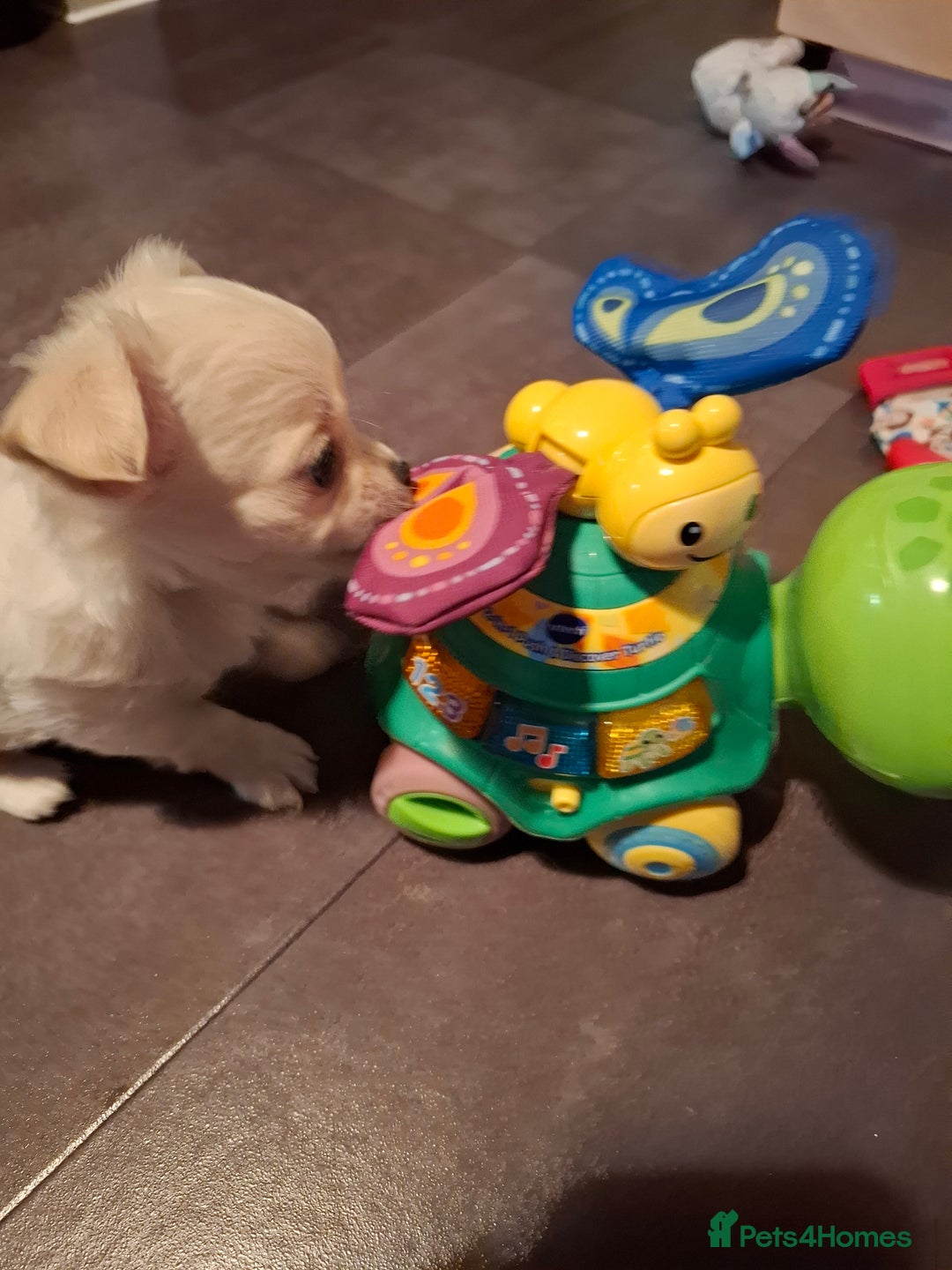 Chihuahua dogs for sale: Gorgeous Chihuahua puppies ❤️👑❤️ Bristol  - Advert 22
