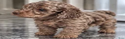 Cockapoo dogs for sale: Exquisite 5* rated licensed F2bb toy cockapoo’s  - Advert 8
