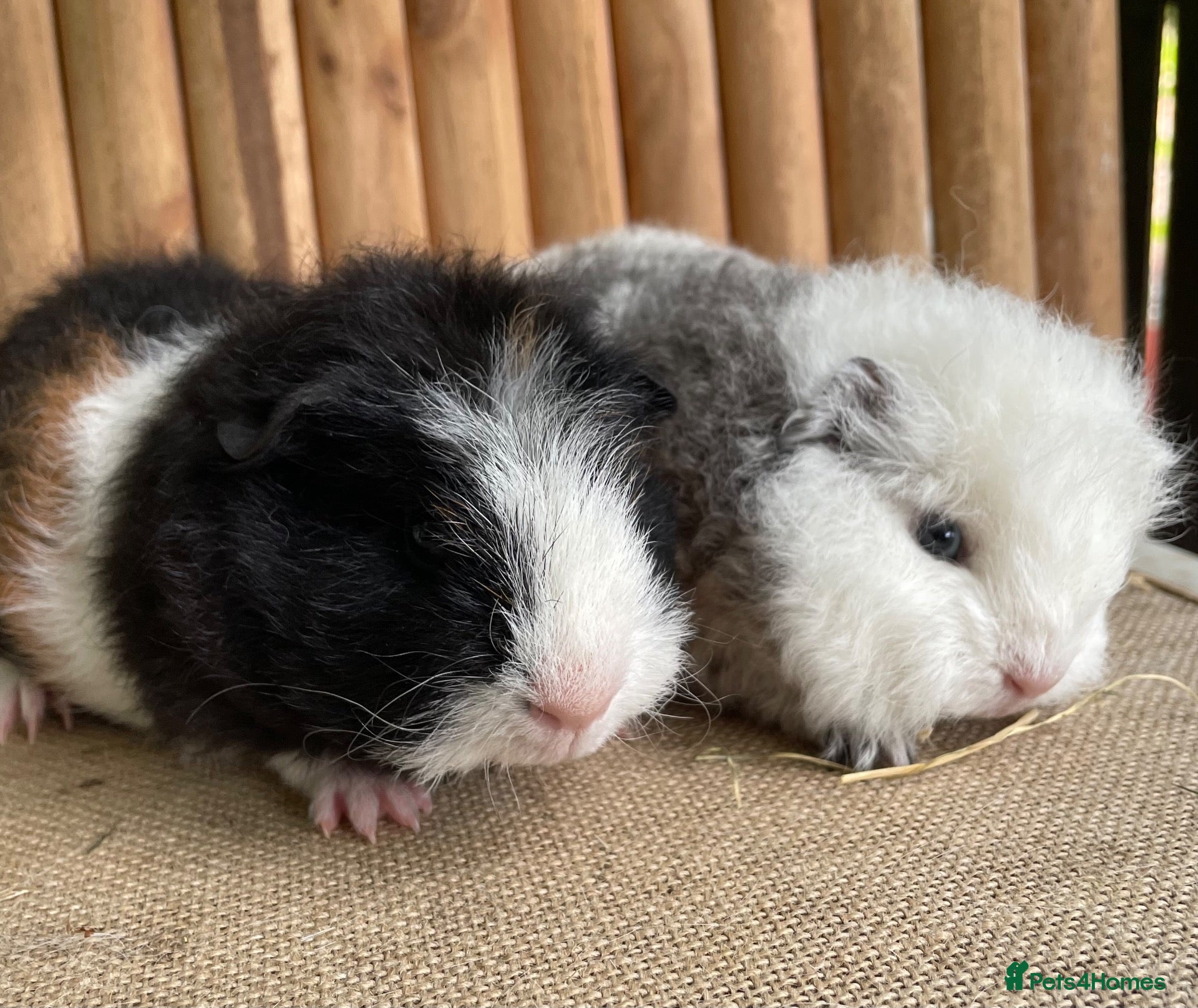 Guinea Pig rodents Baby boys  - Advert 21