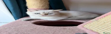 British Shorthair 2
