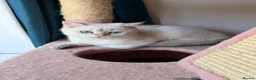 British Shorthair cats for sale: Gorgeous Golden & white British shorthair kitten - Advert 26