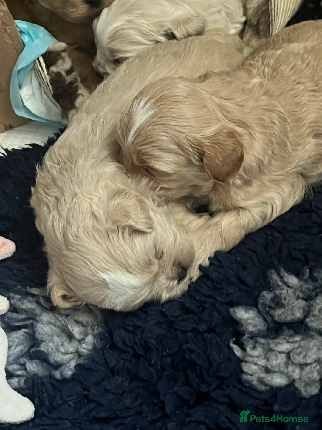 Shihpoo dogs for sale: Stunning Shih poo puppies  - Advert 6