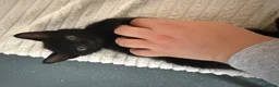 Mixed Breed cats for sale: Black kitten for sale  - Advert 1