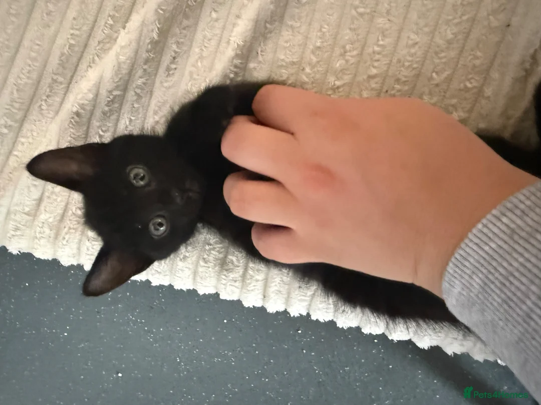 Mixed Breed cats for sale: Black kitten for sale  - Advert 1