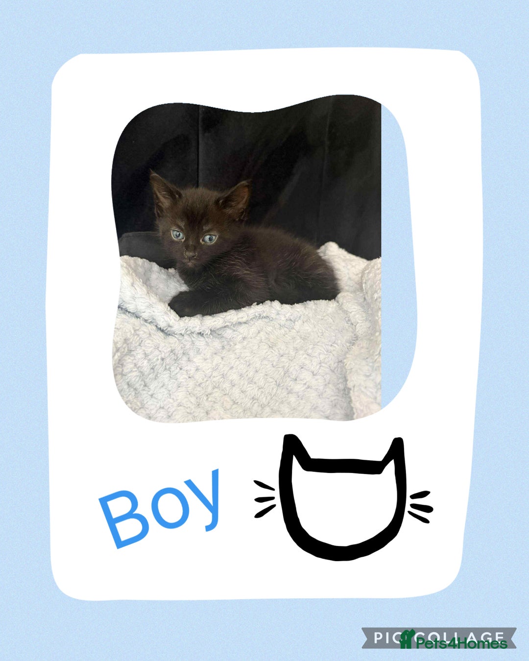 Mixed Breed cats for sale: KITTENS FOR SALE - Image 4