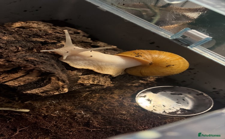 Snails invertebrates - Advert 1