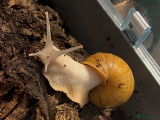 Snails invertebrates - Advert 1