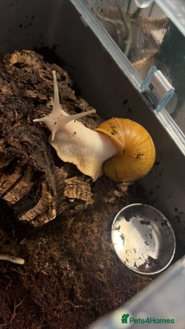 Snails invertebrates - Advert 1