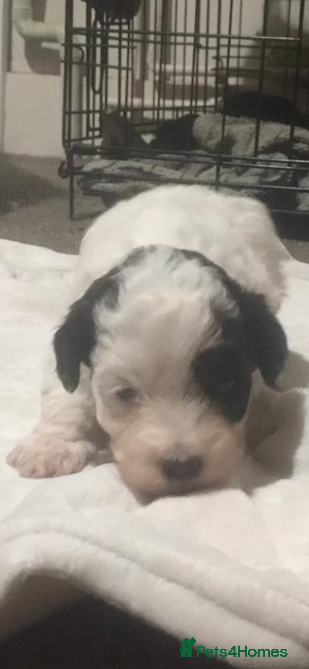 Shihpoo dogs for sale: Stunning shipoo f1b puppies - Advert 6