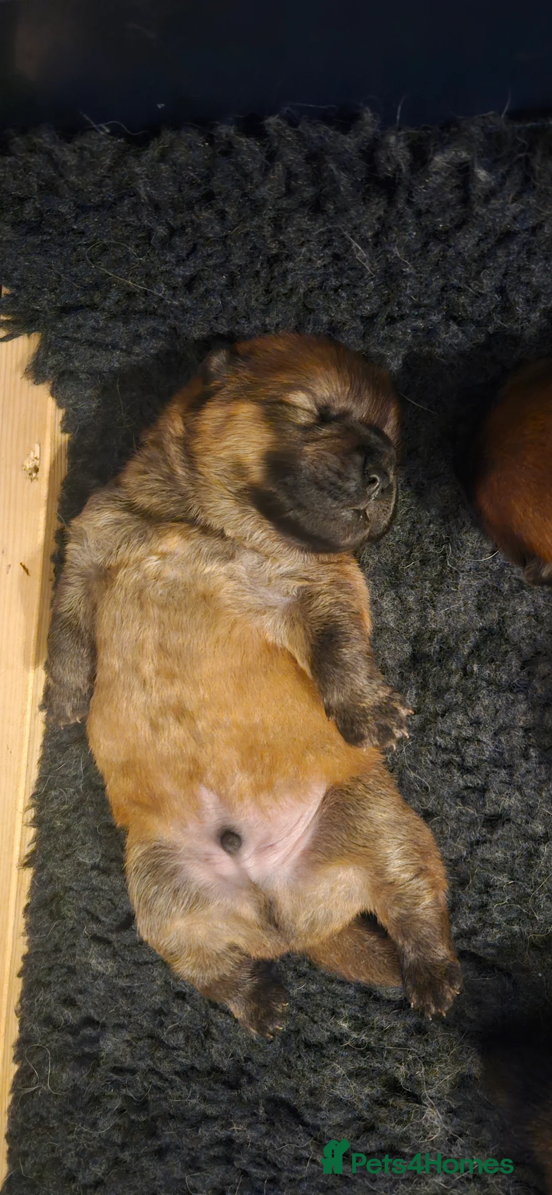 Chow Chow dogs for sale: Kc registered Chow chow puppies  - Advert 4