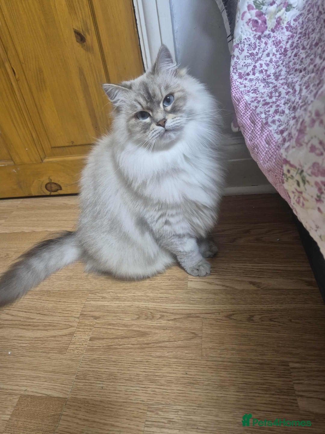 Siberian cats for sale: Pure Neva Masquerade female - Image 1