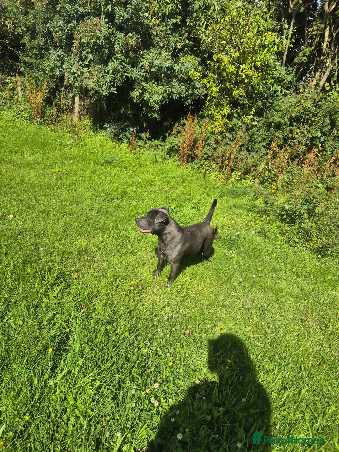 Staffordshire Bull Terrier dogs for sale: Male Staffordshire  - Image 4