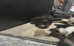 Domestic Shorthair cats for sale: kittens for sale - Image 3