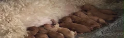 Goldendoodle dogs for stud: Proven Red Goldendoodle for Stud - Advert 3