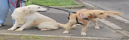 Golden Retriever dogs for sale: Premium Golden Retriever Puppies - Advert 6