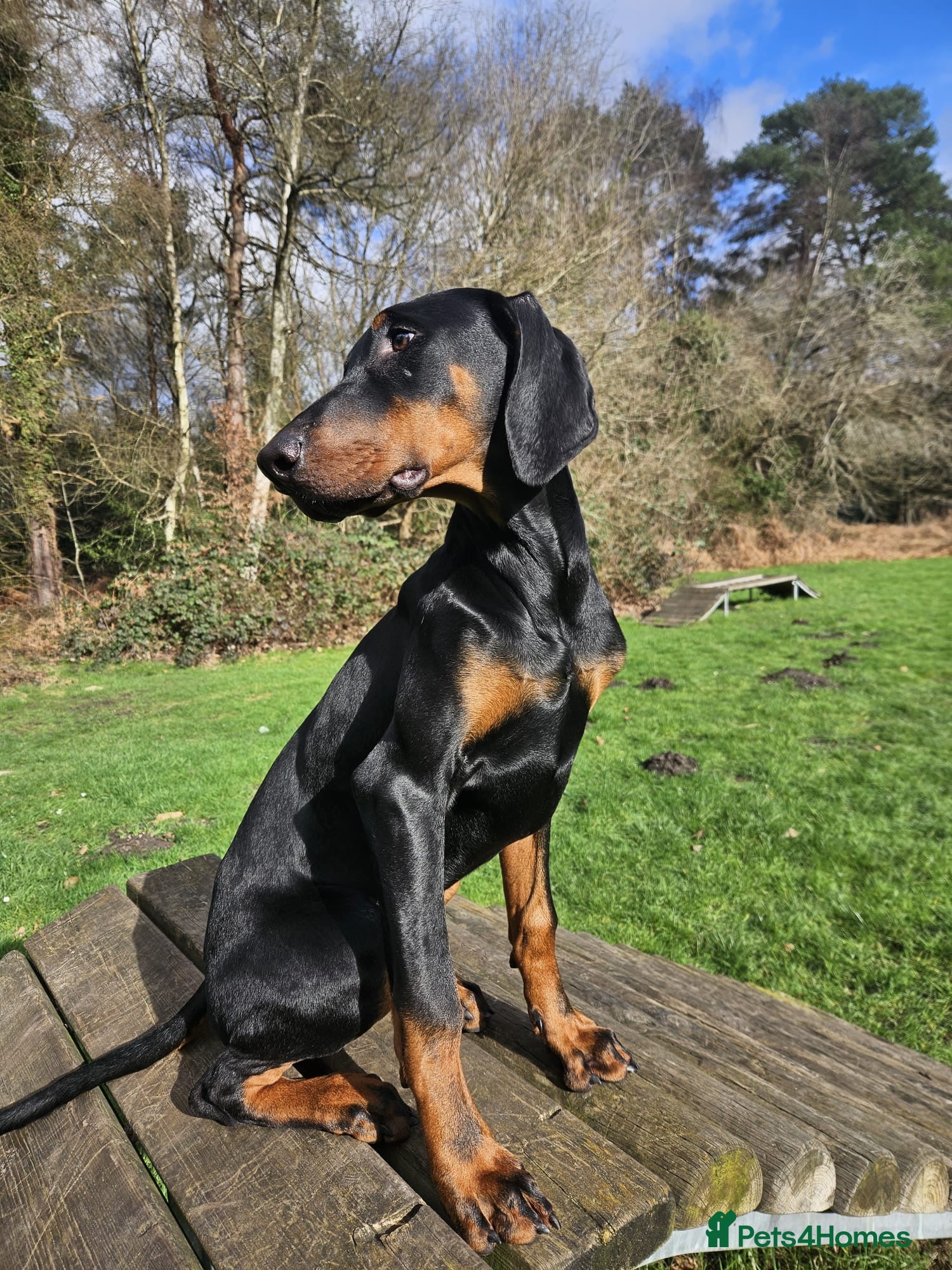 Dobermann dogs 7 month old Doberman for sale  - Advert 7